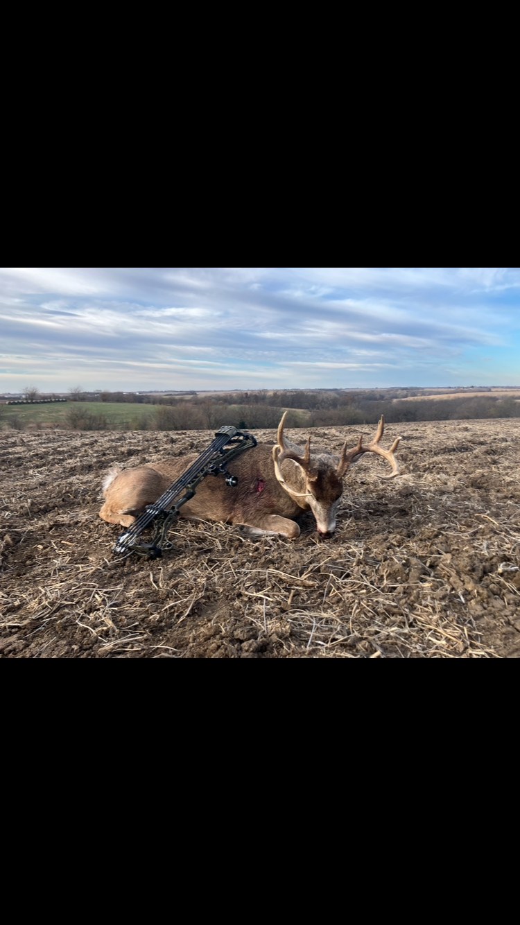 Whitetail archery harvest
