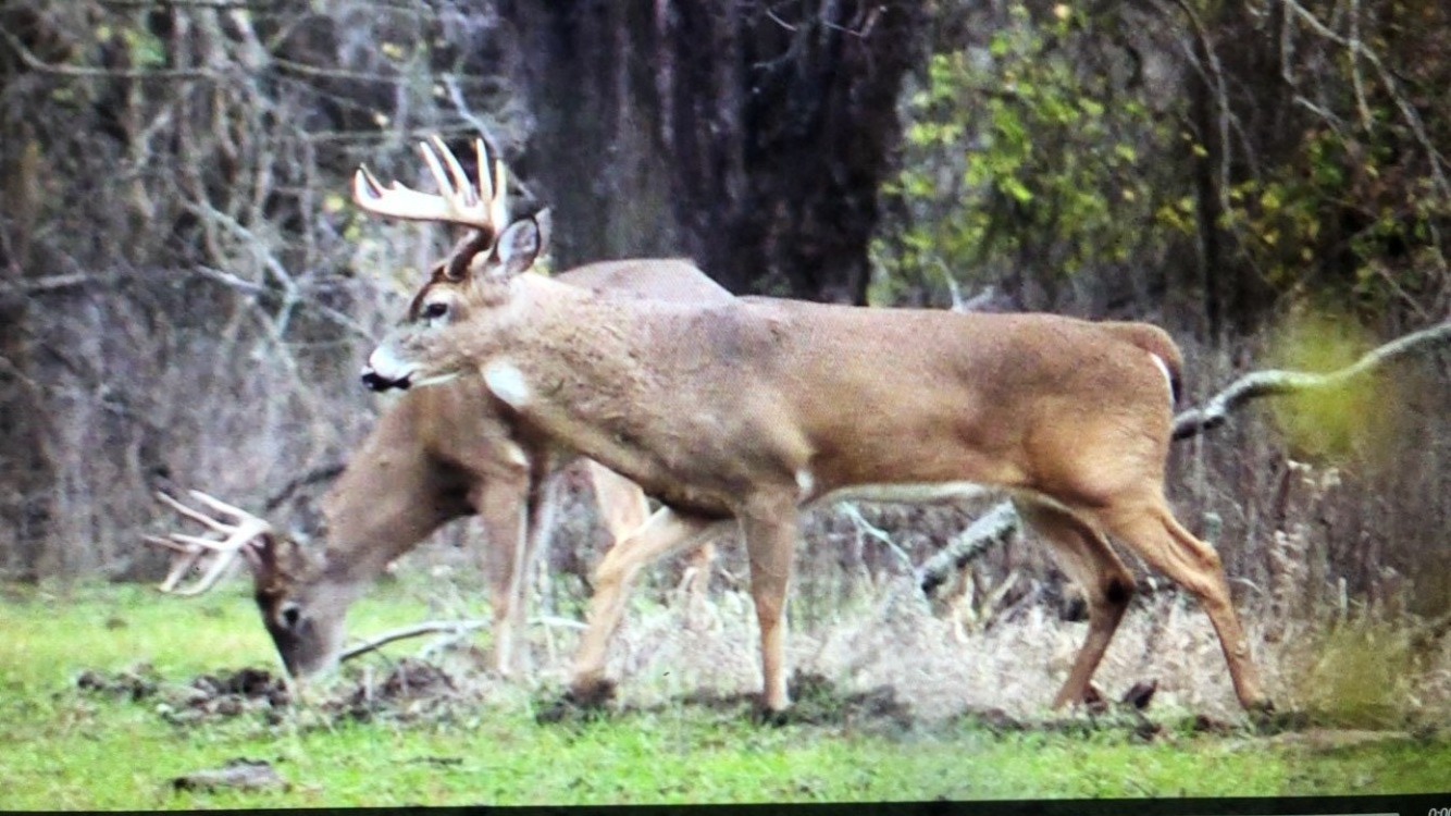 Whitetail deer on managed habitat