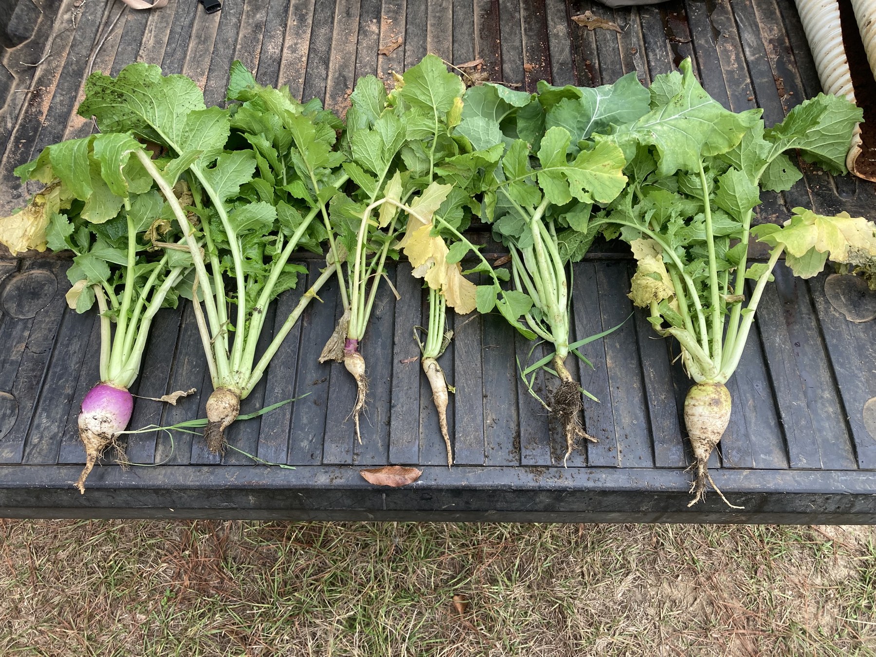 Brassica and forage plants from a wildlife food plot