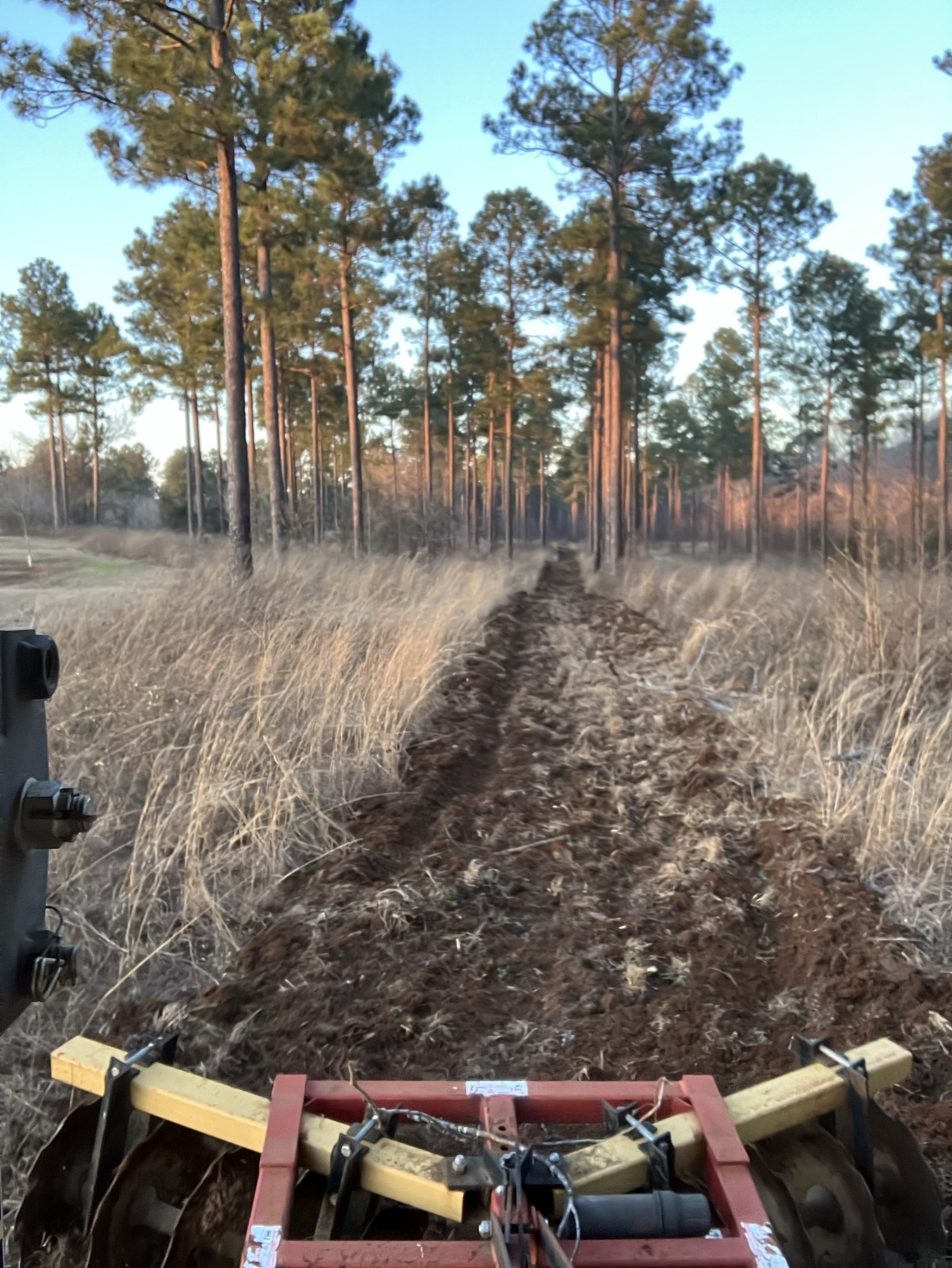 Habitat management work in an open pine stand