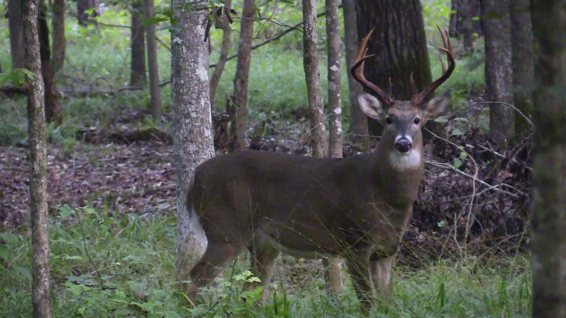 Mature whitetail buck in forest habitat