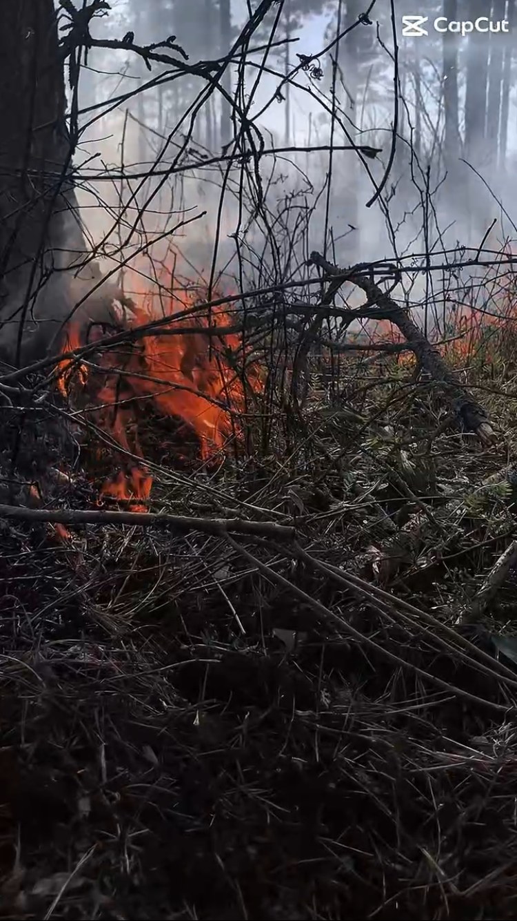Prescribed fire in wooded habitat