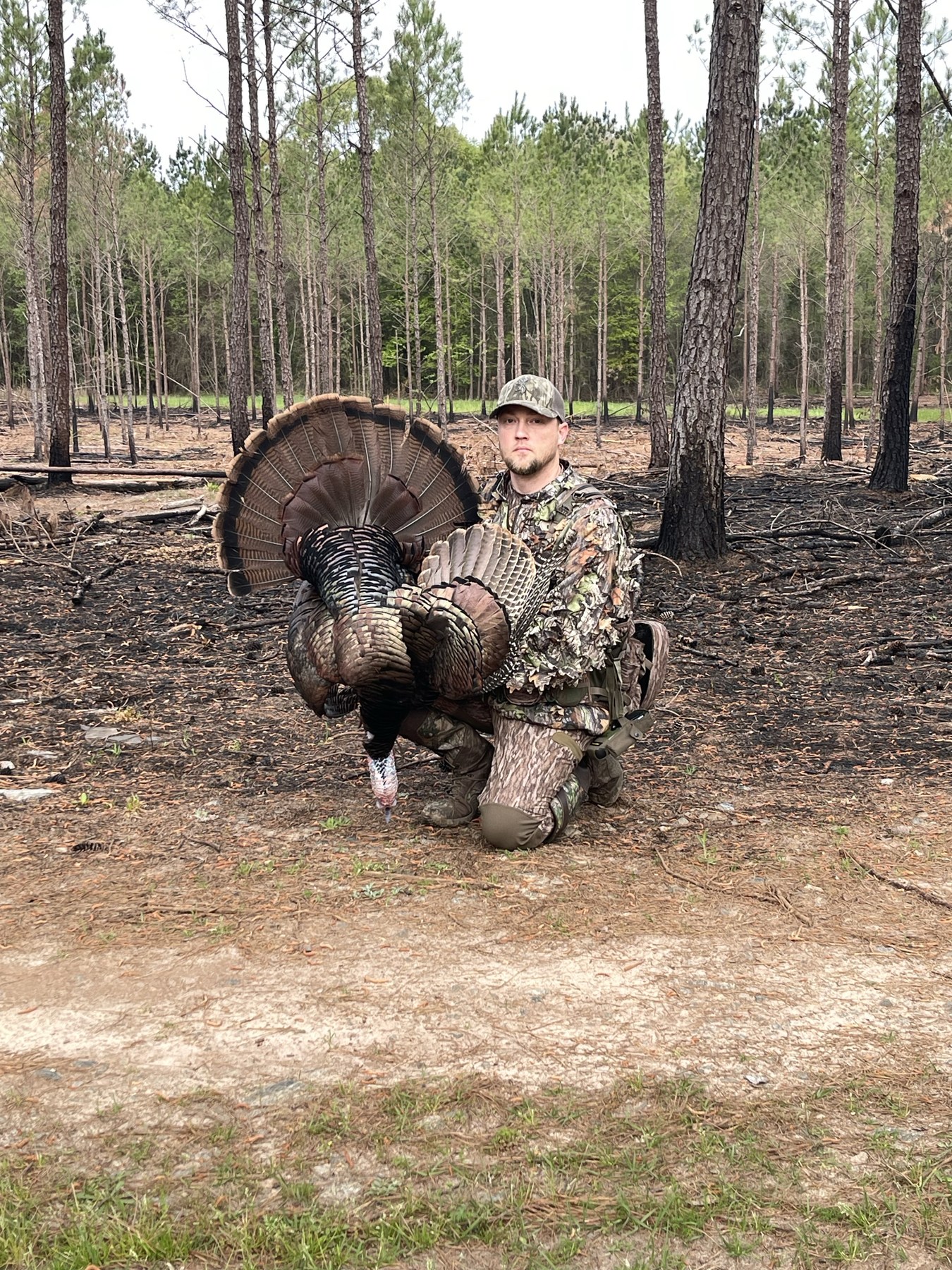 Turkey harvest on managed pine property