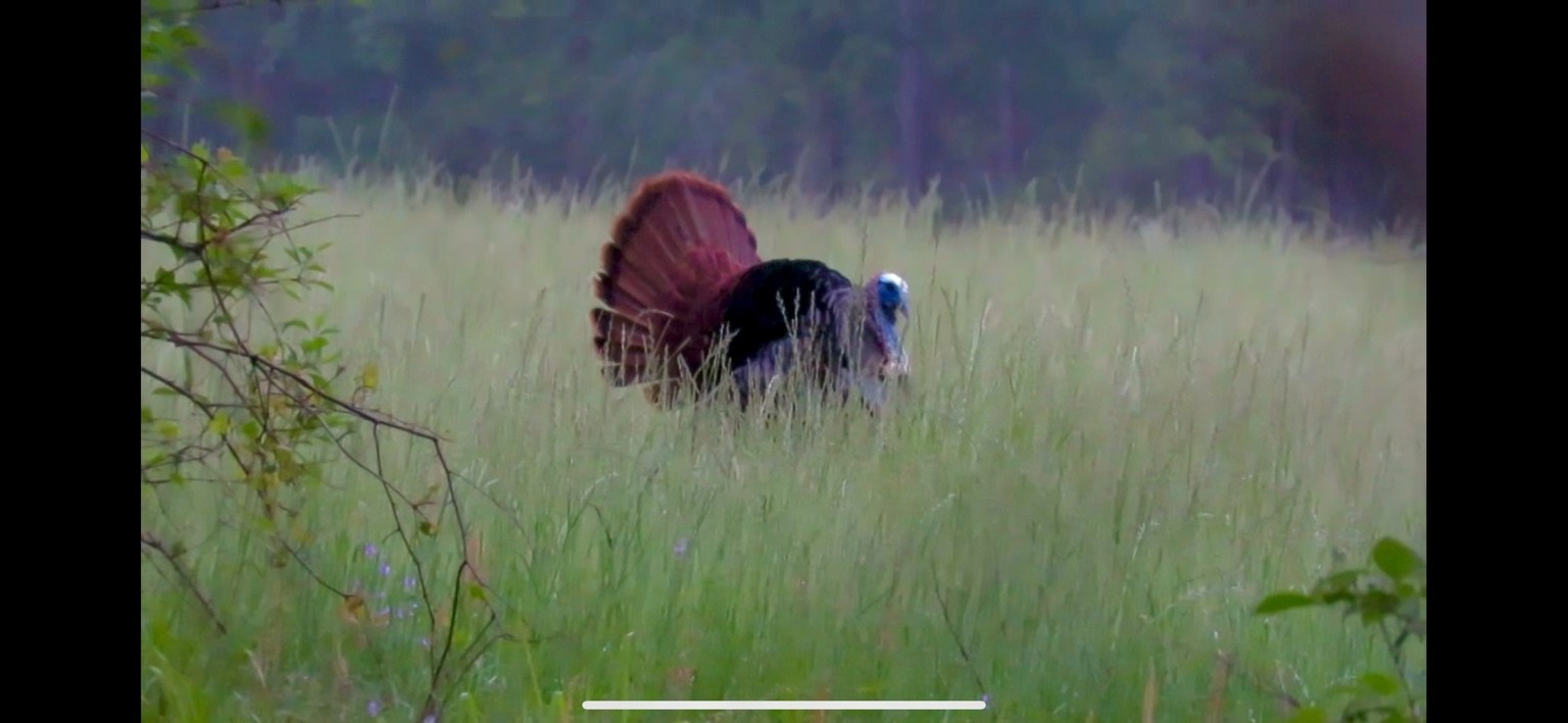 Wild turkey using open grass and early successional habitat